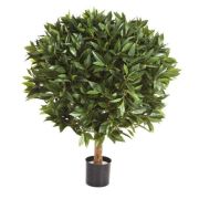 Лавр круглый, высота 60 см